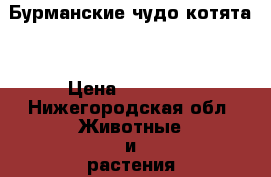 Бурманские чудо котята. › Цена ­ 25 000 - Нижегородская обл. Животные и растения » Кошки   . Нижегородская обл.